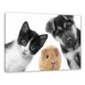 Pixxprint Leinwandbild Trio Hund Katze Meerschweinchen
