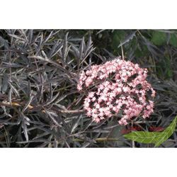 Baumschule Gold - rotblättrig geschlitzter Duft Holunder Sambucus Black Lace rosa Blüte 60-80 cm