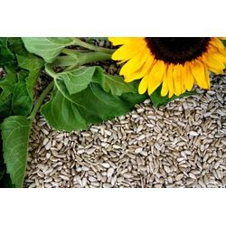 Futterbauer 25 kg Sonnenblumenkerne geschält Ernte 2023 Vogelfutter Streufutter Fettfutter