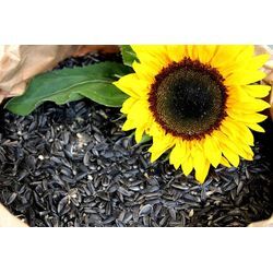 Futterbauer 10 kg Sonnenblumenkerne schwarz Ernte 2023 Vogelfutter Ganzjahresvogelfutter