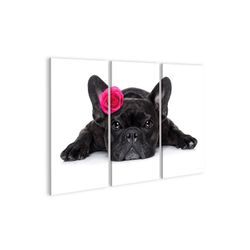 islandburner Leinwandbild Bild auf Leinwand Valentines Love Sick Dog Französische Bulldogge Star