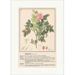 Kunstdruck Hagebutte Rosa canina Heckenrose Hetschepetsch Heilpflanzen Heilkräute