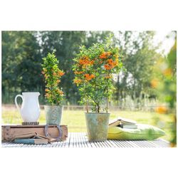Pyracantha 'Orange Glow', Feuerdorn, orange Beeren, 80–100 cm