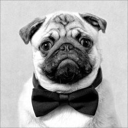 Keilrahmenbild FUNNY DOG III